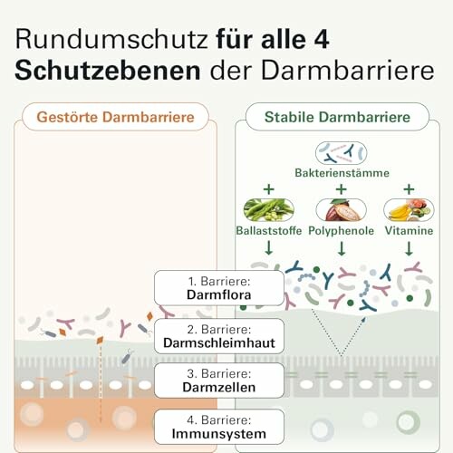 Diagramm der Schutzebenen der Darmbarriere